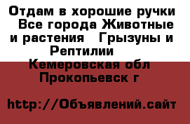 Отдам в хорошие ручки - Все города Животные и растения » Грызуны и Рептилии   . Кемеровская обл.,Прокопьевск г.